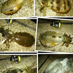 夕まずめ、回遊、連発